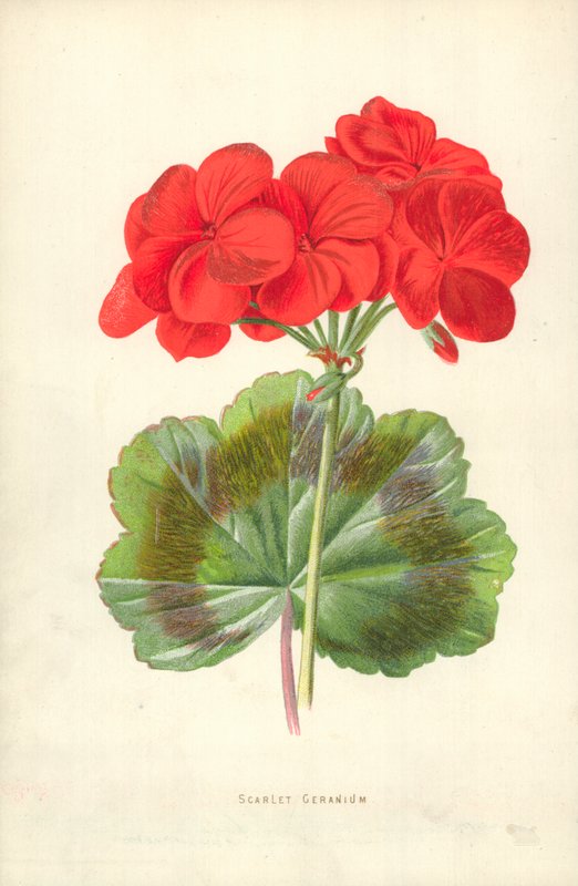 Scarlet Geranium by Frederick Edward Hulme