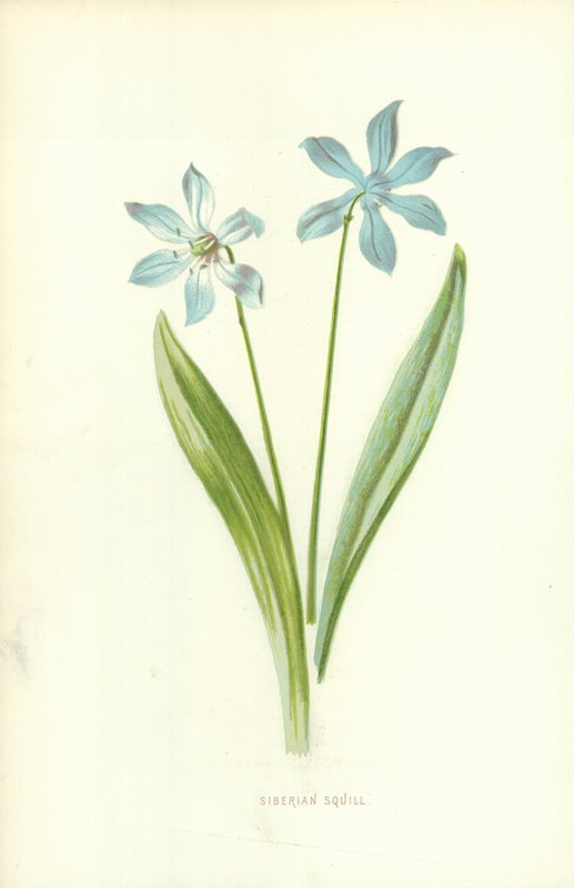 Siberian Squill by Frederick Edward Hulme