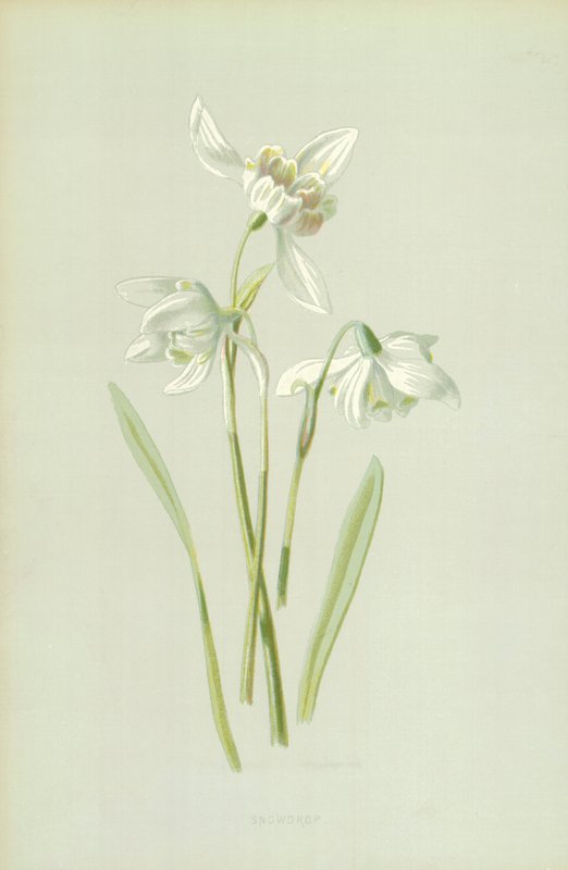 Snowdrop by Frederick Edward Hulme
