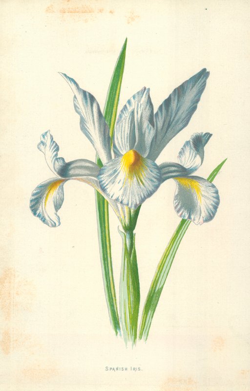 Spanish Iris by Frederick Edward Hulme