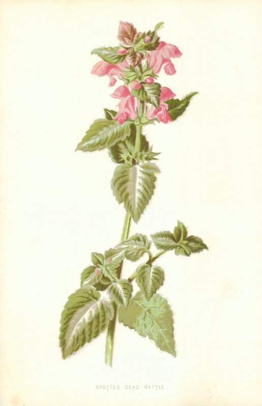 Spotted Dead Nettle by Frederick Edward Hulme