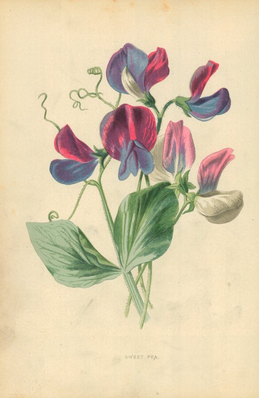 Sweet Pea by Frederick Edward Hulme