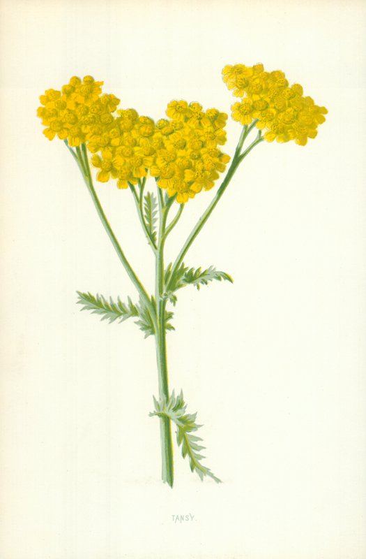 Tansy by Frederick Edward Hulme