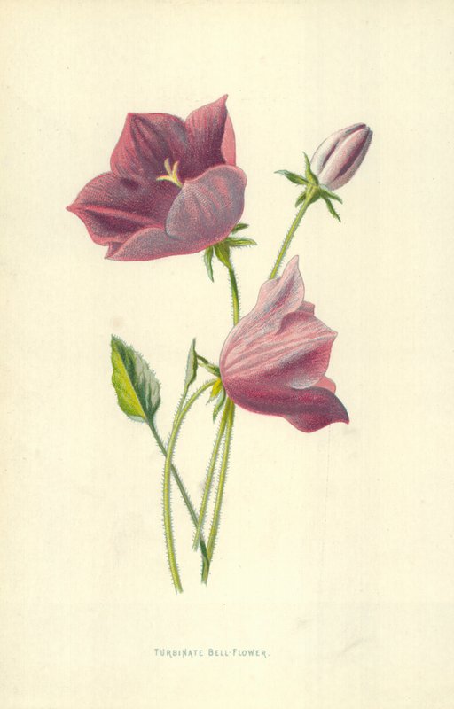 Turbinate Bell-Flower by Frederick Edward Hulme