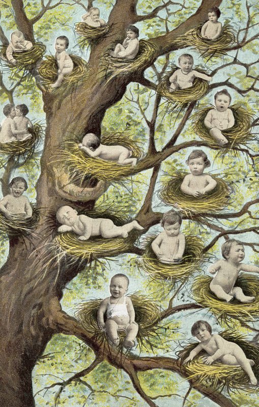 Babies in Nests in Tree by French Photographer
