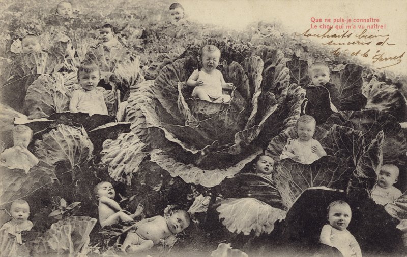 Babies in the cabbage patch by French Photographer