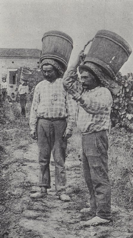 Grape Pickers at Work by French Photographer