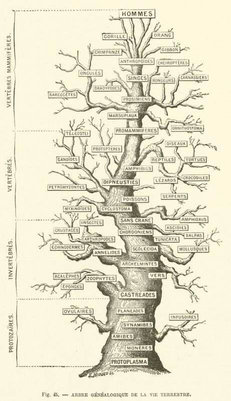 Genealogical Tree of Terrestrial Life by French School