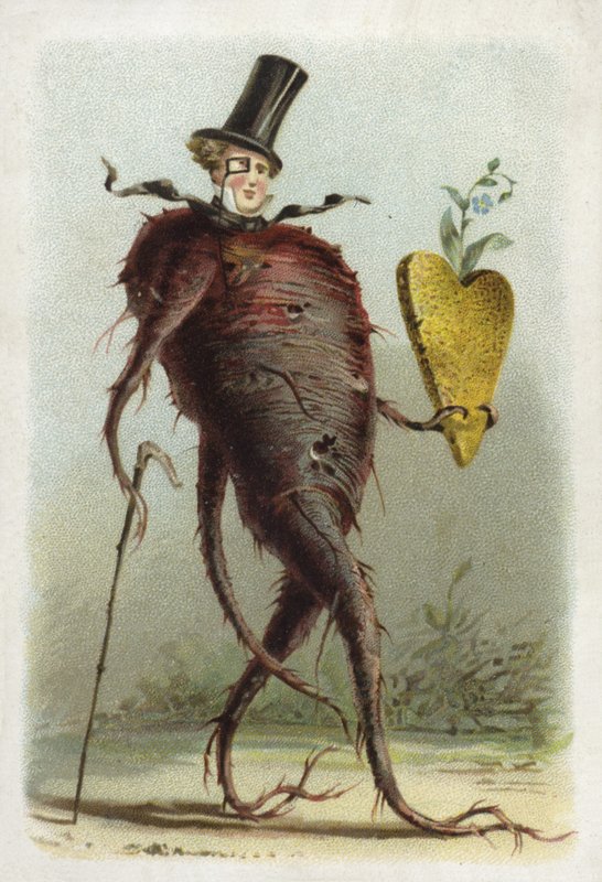 Beetroot by French School