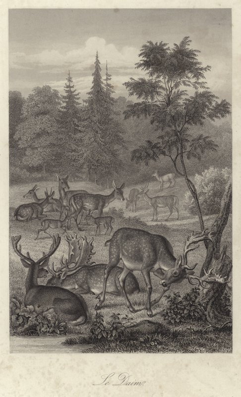 Fallow deer by French School