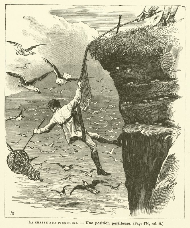 Penguin Hunting by French School
