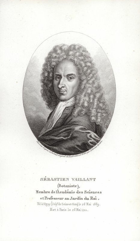 Sébastien Vaillant by French School