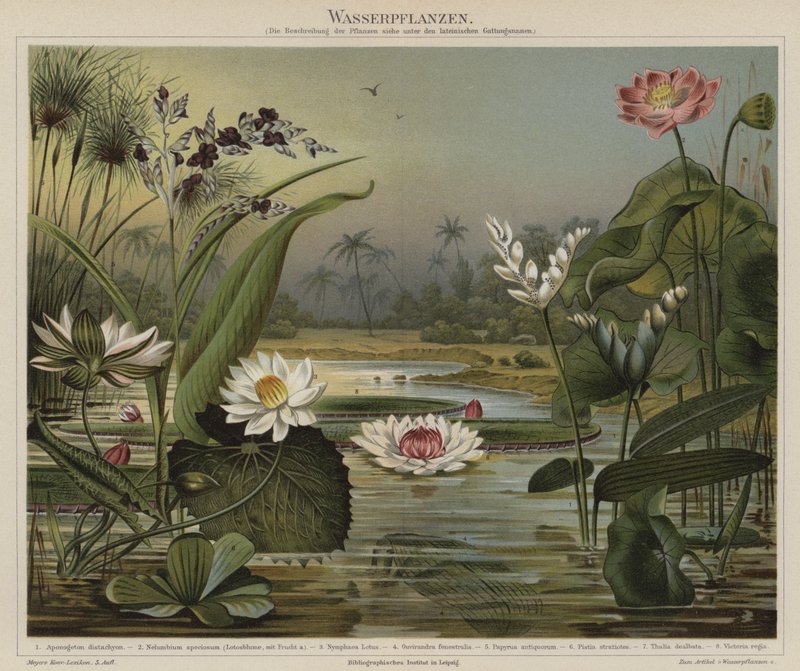 Aquatic Plants by German School