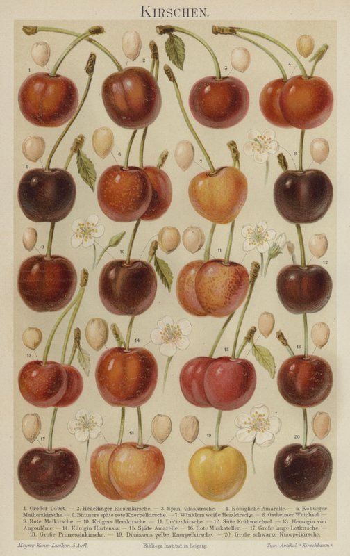Cherries by German School