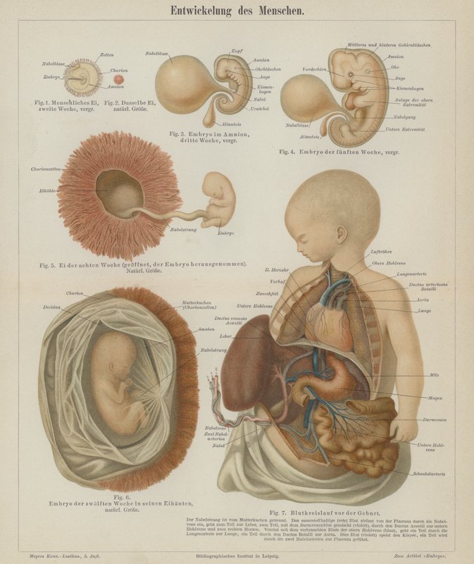 Development of a human foetus by German School