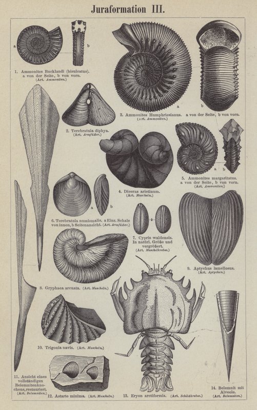 Jurassic fossils by German School