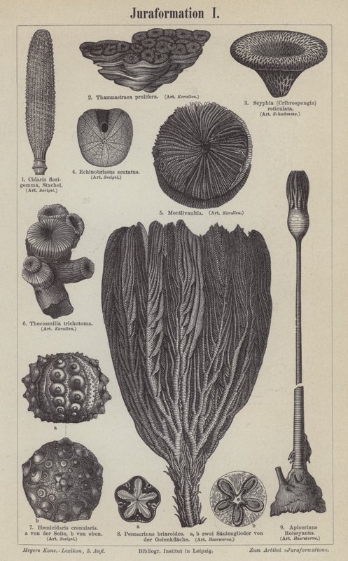 Jurassic fossils by German School