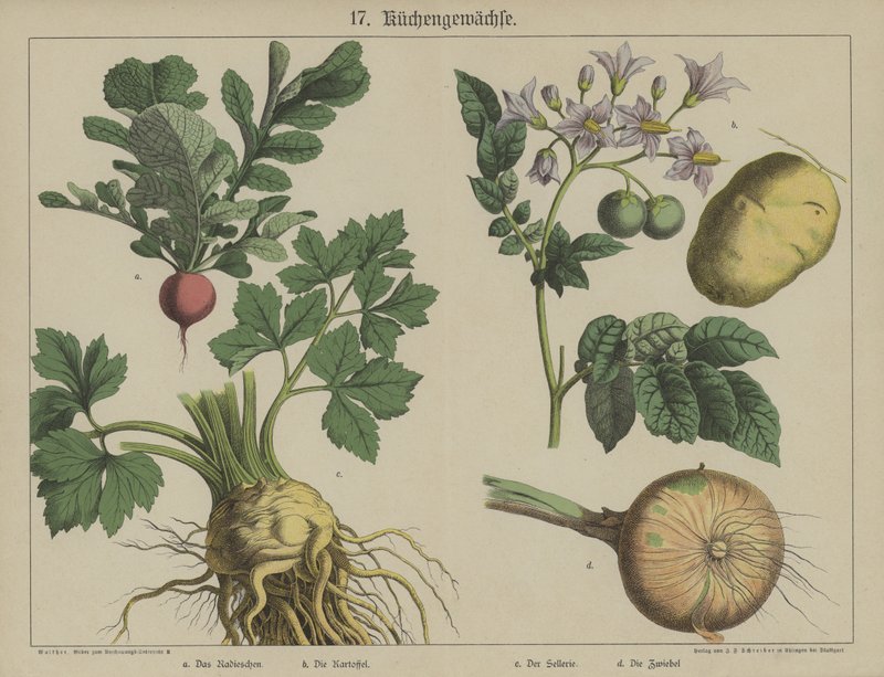 Plants by German School