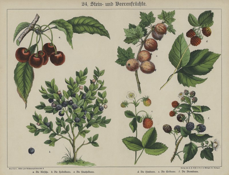 Plants by German School