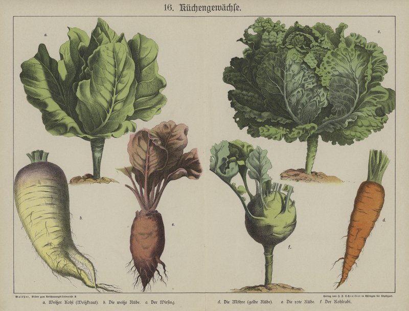 Plants by German School
