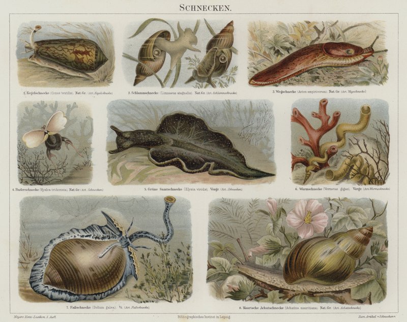 Snails by German School