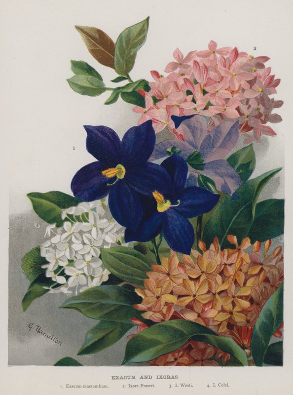 Exacum and Ixoras by Gertrude Hamilton