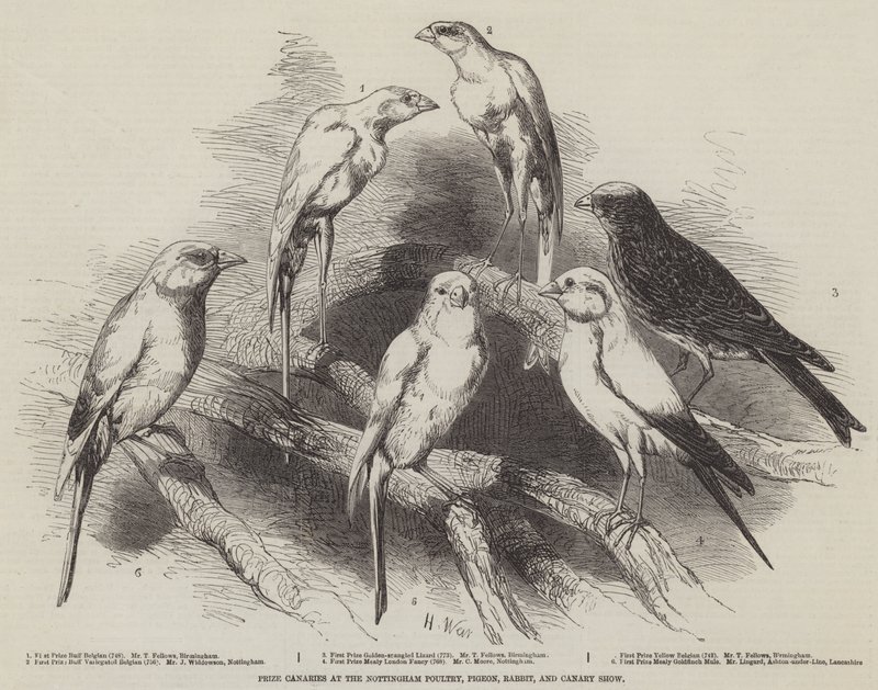 Prize Canaries at the Nottingham Poultry, Pigeon, Rabbit, and Canary Show by Harrison William Weir