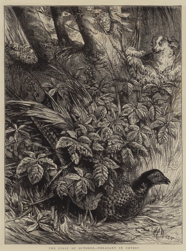 The First of October, Pheasant in Covert by Harrison William Weir