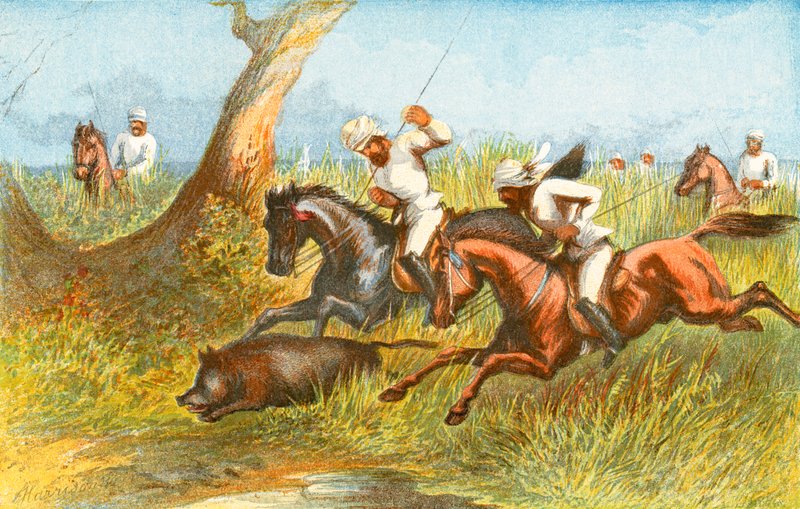 Boar - 