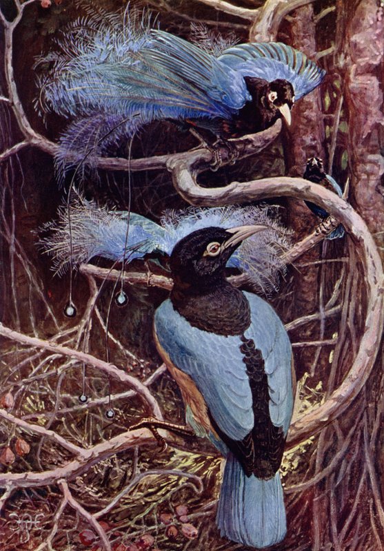The Blue Bird of Paradise by Harry Hamilton after Johnston