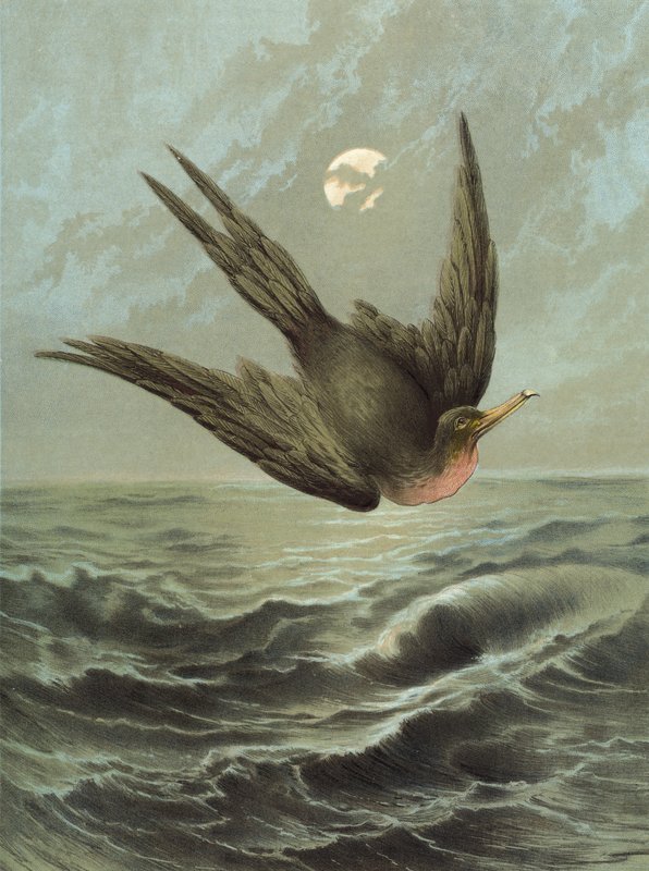 Frigate Bird by Hector Giacomelli