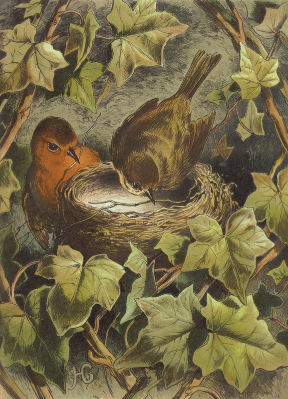 Robin, Building the Nest by Hector Giacomelli