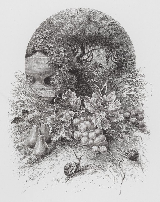 The Insect: Snails by Hector Giacomelli
