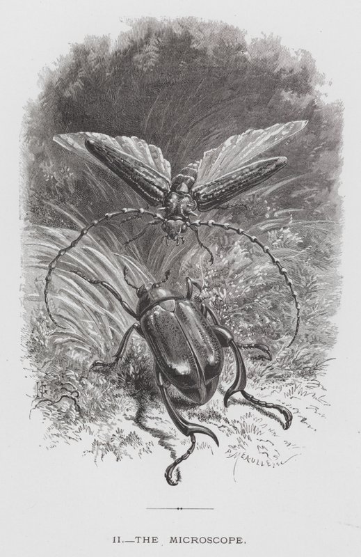 The Insect: The Microscope by Hector Giacomelli