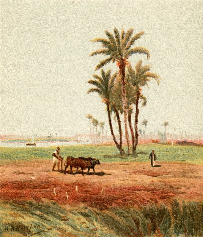 In the Field by Henry Andrew Harper