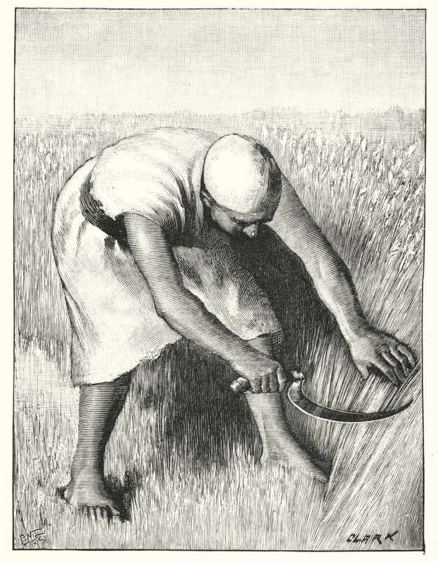 Reaping in the East by Henry Andrew Harper