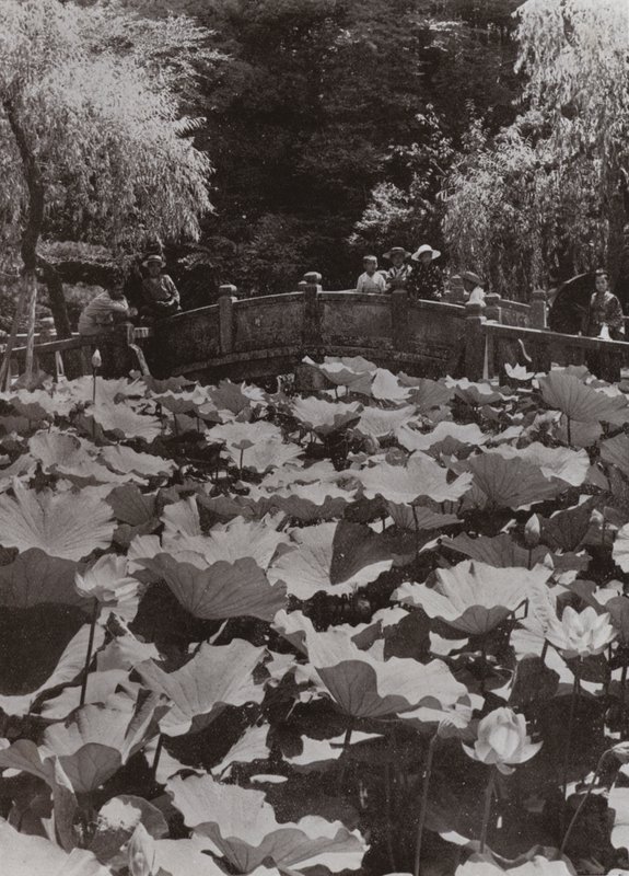 A Lotus-Pond by Herbert Ponting