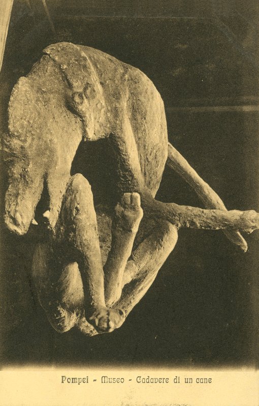 Pompei, Museum, Cadaver of a Dog by Italian Photographer