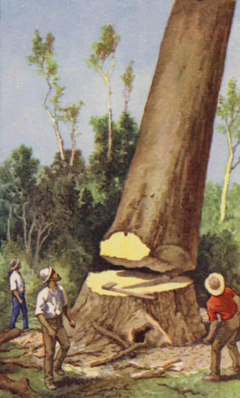 Felling a Kauri Pine by J. Macfarlane