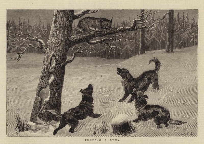 Treeing a Lynx by John Charles Dollman