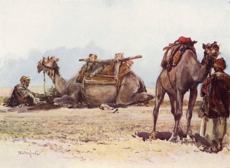 Study of Camels and Attendants by John Fulleylove