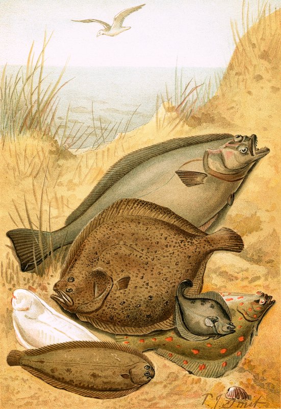 Flat Fish by Joseph Smit