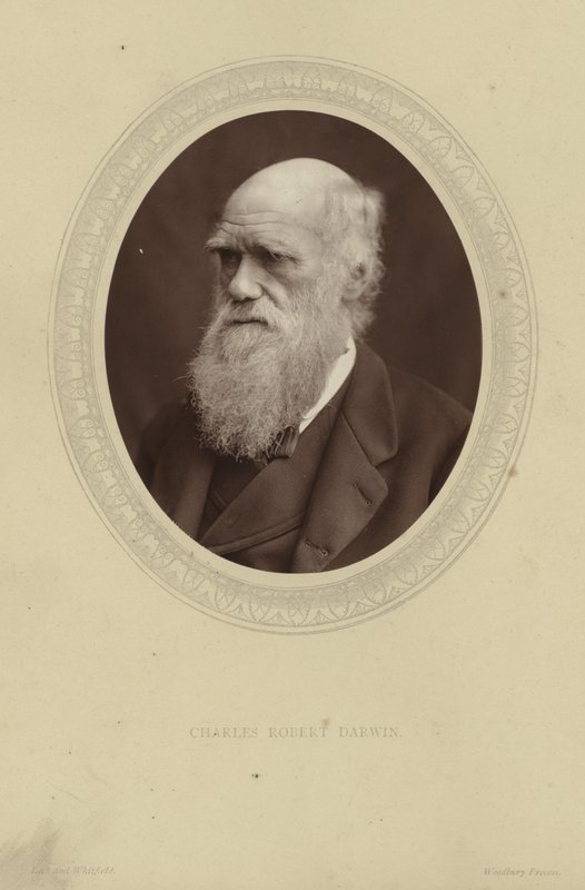 Portrait of Charles Darwin by Lock and Whitfield