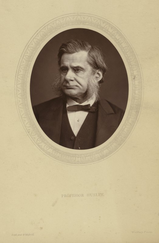 Portrait of Thomas Henry Huxley by Lock and Whitfield