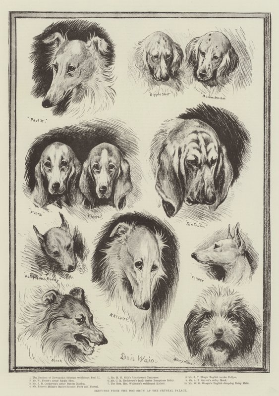 Sketches from the Dog Show at the Crystal Palace by Louis Wain