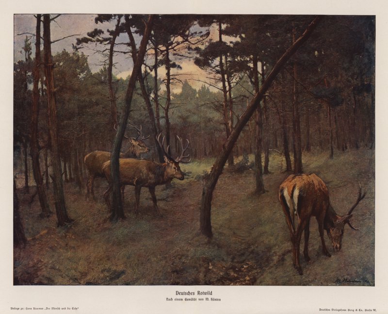 German Red Deer by Max Hunten Hunten