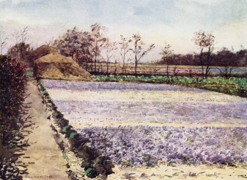 A Crocus Field by Mima Nixon