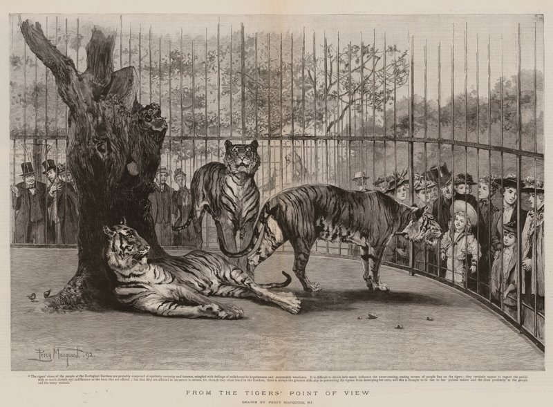 From the Tiger