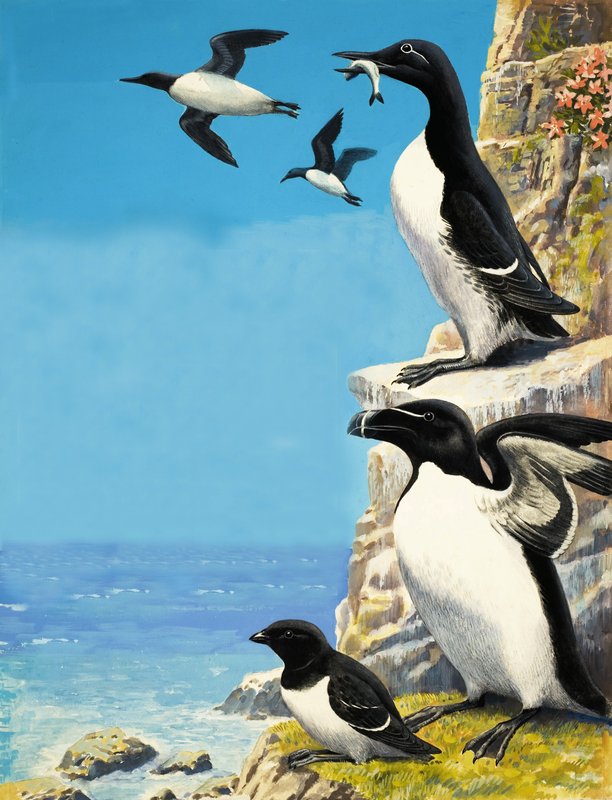 Auks by R.B. Davis