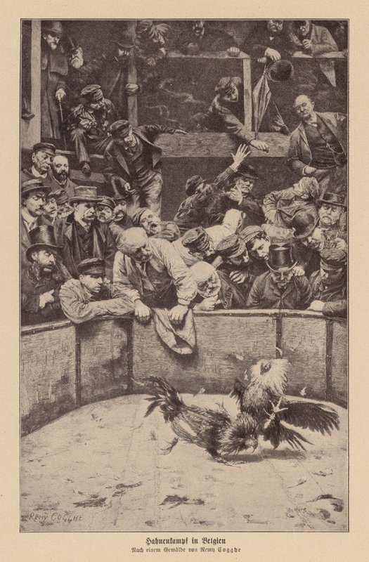 Cockfighting in Flanders by Remy Cogghe